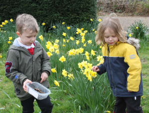 school children amongst daffodils
